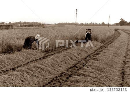 古写真 1957年 日本の農村の稲刈り風景 古写真 1957年 日本の農村の稲刈り風景 138532138
