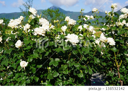 長野県坂城町のさかき千曲川バラ公園は山々に囲まれた千曲川のほとりに素晴らしいバラ公園があります。 138532142