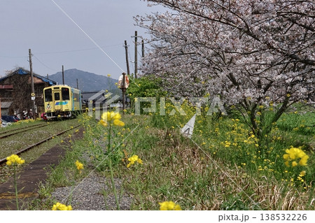 平成筑豊鉄道のディーゼルカーと菜の花＆桜 138532226