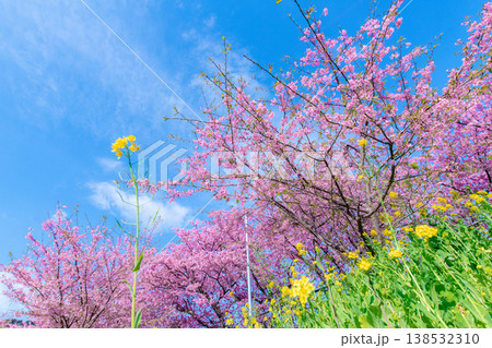 青空に映える河津桜と菜の花 青空に映える河津桜と菜の花 138532310