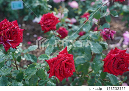 長野県坂城町のさかき千曲川バラ公園は山々に囲まれた千曲川のほとりに素晴らしいバラ公園があります。 長野県坂城町のさかき千曲川バラ公園は山々に囲まれた千曲川のほとりに素晴らしいバラ公園があります。 138532335