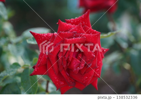 長野県坂城町のさかき千曲川バラ公園は山々に囲まれた千曲川のほとりに素晴らしいバラ公園があります。 138532336