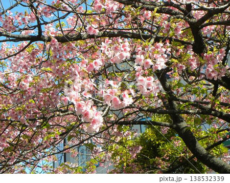 もう満開の桃色の花は稲毛海岸駅前の河津桜 もう満開の桃色の花は稲毛海岸駅前の河津桜 138532339