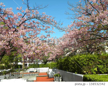 もう満開の桃色の花は稲毛海岸駅前の河津桜 もう満開の桃色の花は稲毛海岸駅前の河津桜 138532342