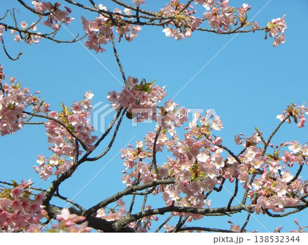 もう満開の桃色の花は稲毛海岸駅前の河津桜 もう満開の桃色の花は稲毛海岸駅前の河津桜 138532344