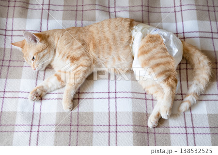 A sick cat after anesthesia lies in a diaper 138532525