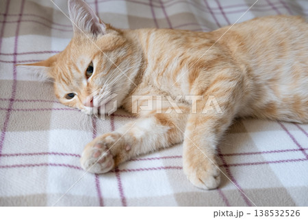 A sick cat after anesthesia lies in a diaper A sick cat after anesthesia lies in a diaper 138532526
