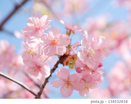 青空を背景にした満開の河津桜 138532638