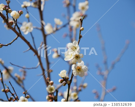 青空に映える白梅 138532639