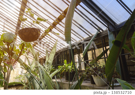 Interior of a large glasshouse with metal structures, hanging baskets, and lush tropical flora 138532710