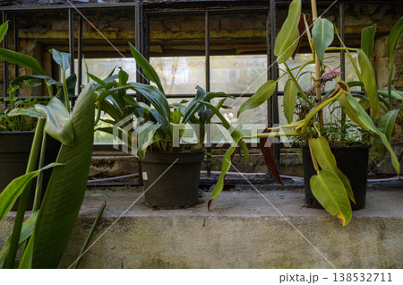 Variety of lush potted plants growing in a sunlit greenhouse interior near stone walls. 138532711
