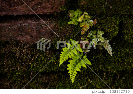 Green fern leaves growing on mossy tree bark, macro nature detail with moisture and texture, forest plant close up with natural patterns and fresh organic environment background Green fern leaves growing on mossy tree bark, macro nature detail with moisture and texture, forest plant close up with natural patterns and fresh organic environment background 138532759