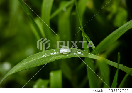 Water droplets on fresh green grass leaf macro, dew on plant with natural light and shallow depth of field, close up nature background with soft bokeh and minimal composition 138532799