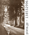 古写真　1953-1954年　元箱根旧街道杉並木 138532996