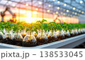 In a greenhouse during sunset, a close view shows gene modified potato plants growing in small bottles. Light filters through, highlighting the plants and soil. 138533045