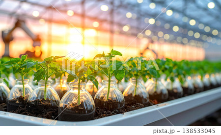 In a greenhouse during sunset, a close view shows gene modified potato plants growing in small bottles. Light filters through, highlighting the plants and soil. 138533045