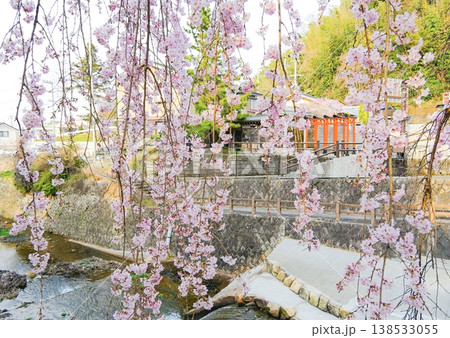 枝垂桜と赤い鳥居がある春の景色 川沿いの満開の桜並木 枝垂桜と赤い鳥居がある春の景色 川沿いの満開の桜並木 138533055