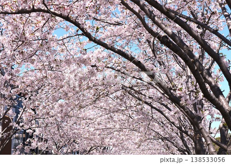 桜 桜 138533056