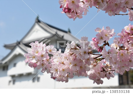 駿府城 晴れた日の満開の桜 138533138