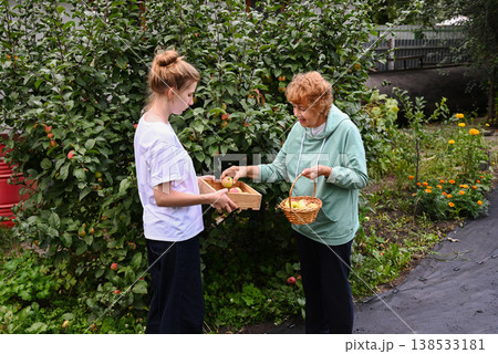 Woman and girl gather apples in garden during afternoon Woman and girl gather apples in garden during afternoon 138533181