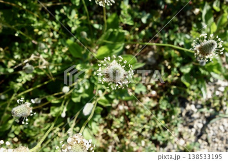 ヘラオオバコの花 138533195