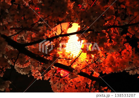桜と提灯 桜と提灯 138533207