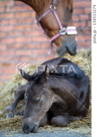 little cutest black foal napping and eating hay outdoor near stable.  close up 138533274