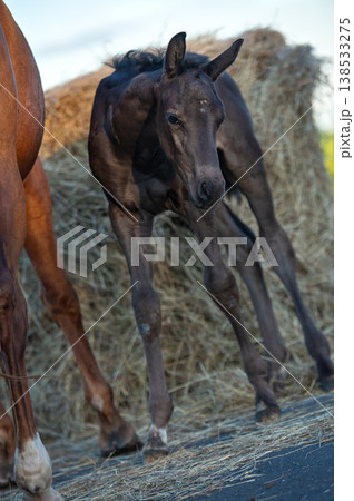 little cutest black foal posing outdoor near hay little cutest black foal posing outdoor near hay 138533275