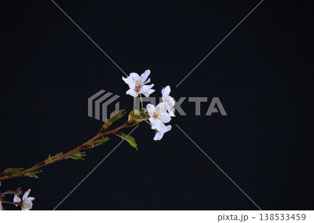 夜桜 138533459