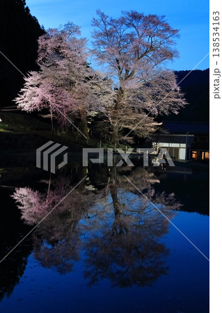 水面に映る苗代桜の夜景参 138534163