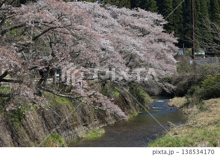 桜のある川の風景 138534170