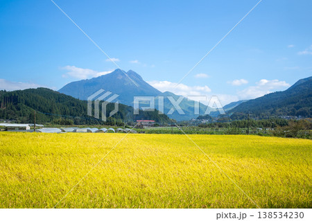 湯布院 稲穂と由布岳 湯布院 稲穂と由布岳 138534230