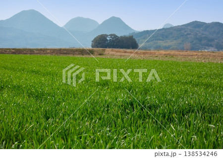 宇佐市の大麦若葉の畑 138534246