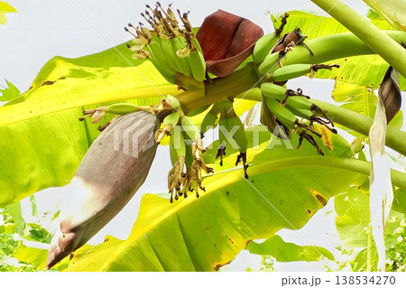 Green bananas growing on a banana tree 138534270