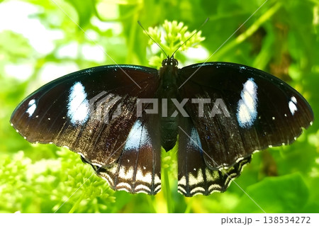 Great eggfly butterfly perched on mikania micrantha flower in natural environment 138534272