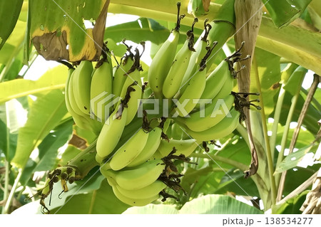 Green bananas growing on a banana tree Green bananas growing on a banana tree 138534277