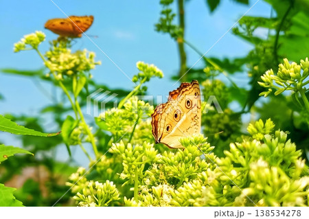 Peacock pansy butterfly on mikania micrantha flower in natural greenery Peacock pansy butterfly on mikania micrantha flower in natural greenery 138534278