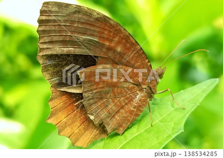 Palmfly butterfly on green leaf Palmfly butterfly on green leaf 138534285