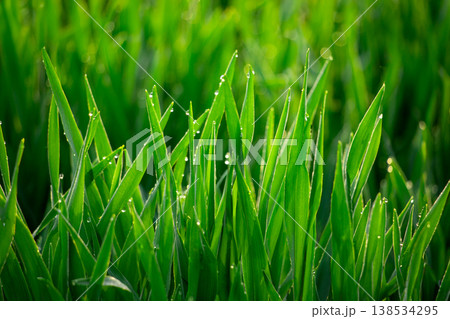 大麦若葉と朝露 138534295