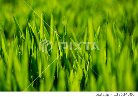 大麦若葉と朝露 138534300