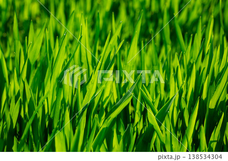 大麦若葉と朝露 138534304