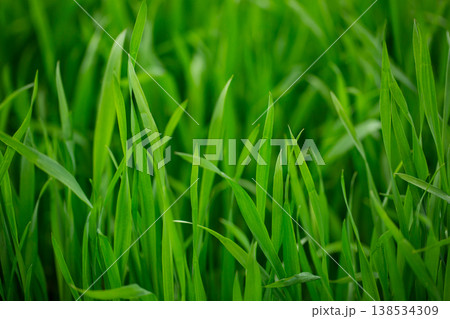 大麦若葉と朝露 138534309