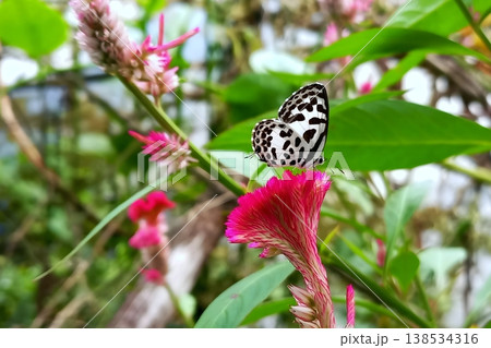 Castalius rosimon butterfly on crested cockscomb flower in natural background 138534316