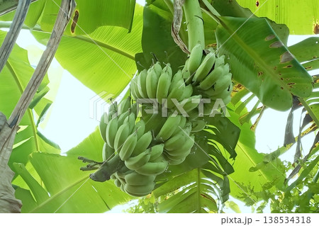 Green bananas growing on a banana tree 138534318