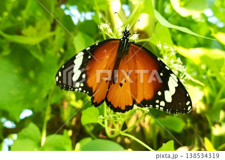 Plain tiger butterfly on mikania micrantha flowers 138534319