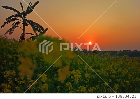 Sunset over a mustard flower field 138534323
