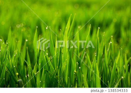 大麦若葉と朝露 138534333