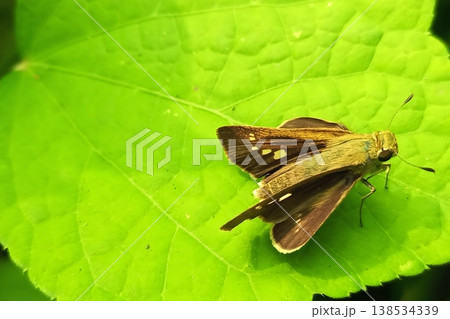 Rice swift butterfly on fresh green leaves 138534339