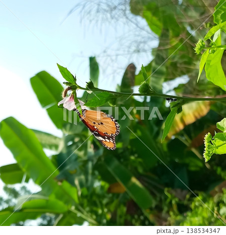 Plain tiger butterfly on urena lobata flower in natural environment Plain tiger butterfly on urena lobata flower in natural environment 138534347