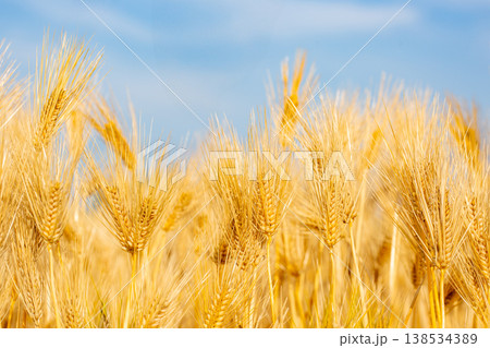 大麦の穂 138534389